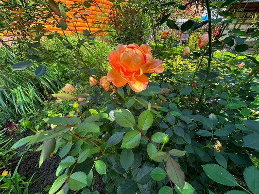 Продам дом, Березовая ул, Чехов г, 0 км от города