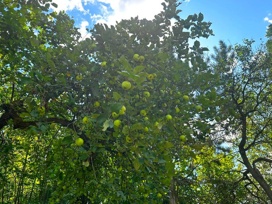 Продам дом, Медик тер. СНТ, Чепелево д, 0 км от города