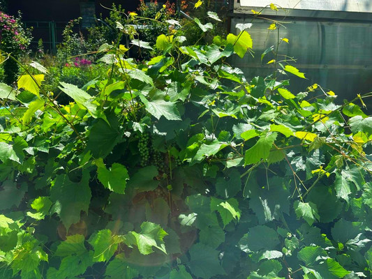 Продам дом, Машиностроитель тер. СНТ, Репниково д, 0 км от города