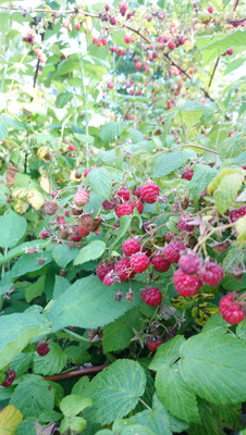 Продам участок 20 соток, ИЖС, 6а, Голыгино д, 0 км от города