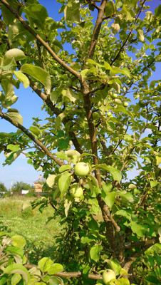 Продам участок 20 соток, ИЖС, 6а, Голыгино д, 0 км от города