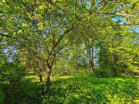 Продам землю для коммерческого использования 1 042 соток, Садоводство, 1, Попово д