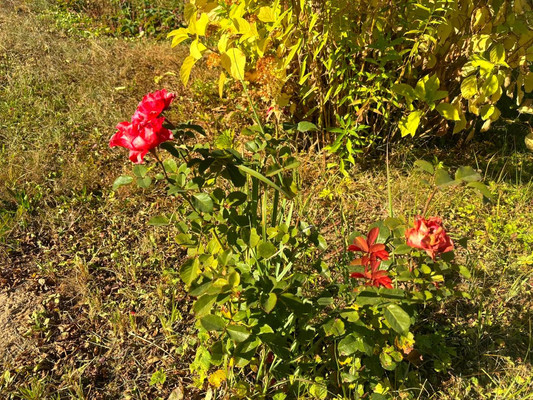 Продам дачу, Лопасня тер. СНТ, 159, Коровино д, 0 км от города