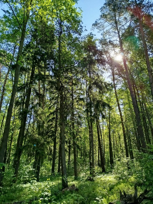 Продам участок 10,75 соток, ИЖС, Лада гск, Райсеменовское д, 0 км от города