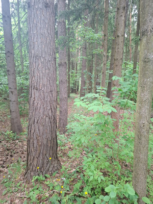 Продам дом, СНТ Пахра тер, Дровнино д, 0 км от города