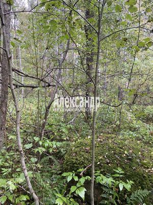 Продам участок 10 соток, СНТ, Кутузовское п, 100 км от города