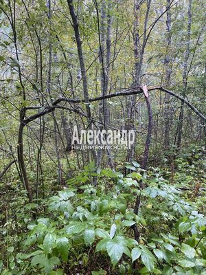 Продам участок 10 соток, СНТ, Кутузовское п, 100 км от города