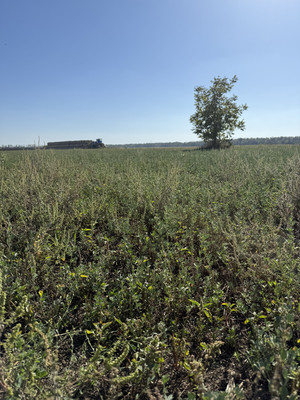 Продам участок 25 соток, ИЖС, 82, Беднягина х, 0 км от города