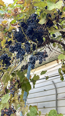 Продам дачу, Тихая ул, Горячий Ключ г, 0 км от города