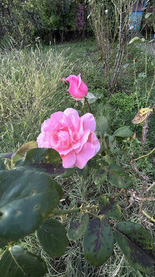 Продам дачу, Тихая ул, Горячий Ключ г, 0 км от города