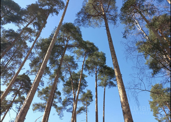 Продам двухкомнатную (2-комн.) квартиру, Гладышевский пр-кт, 38к3, Санкт-Петербург г