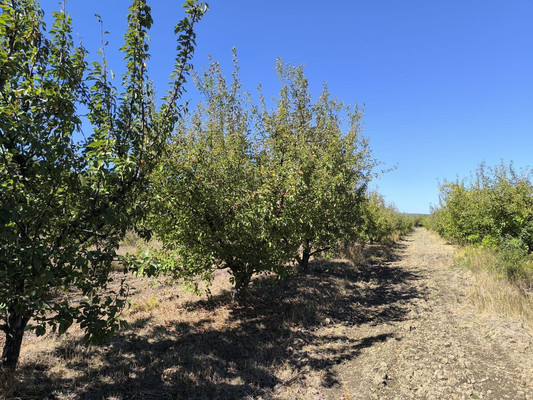 Продам землю для коммерческого использования 1,7 соток, Фермерское хоз., Нововасильевка с