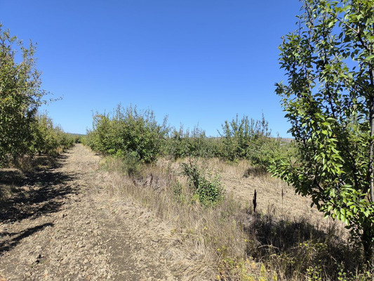 Продам землю для коммерческого использования 1,7 соток, Фермерское хоз., Нововасильевка с