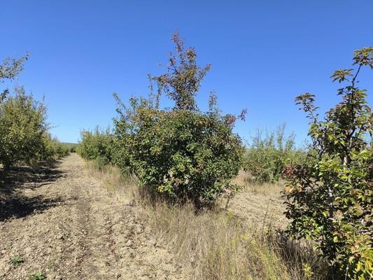 Продам землю для коммерческого использования 1,7 соток, Фермерское хоз., Нововасильевка с