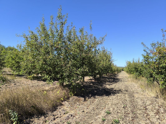 Продам землю для коммерческого использования 1,7 соток, Фермерское хоз., Нововасильевка с