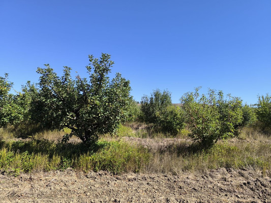 Продам землю для коммерческого использования 1,7 соток, Фермерское хоз., Нововасильевка с