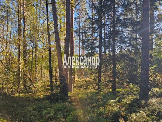 Продам участок 63 соток, ЛПХ, Рауталахти п, 230 км от города