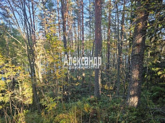 Продам участок 63 соток, ЛПХ, Рауталахти п, 230 км от города