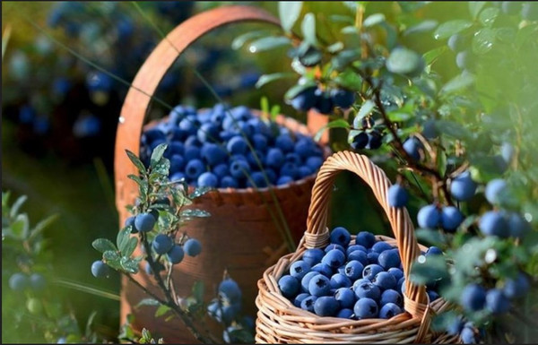 Продам участок 40 соток, ИЖС, Красноармейское п, 0 км от города