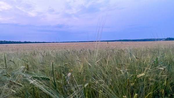 Продам дачу, Архангельский снт, Назарьево д, 0 км от города