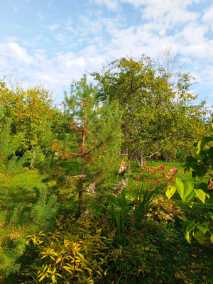 Продам дачу, Железнодорожник тер. СНТ, Массив Мшинская тер, 0 км от города