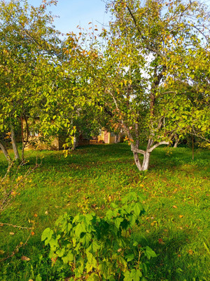 Продам дачу, Железнодорожник тер. СНТ, Массив Мшинская тер, 0 км от города