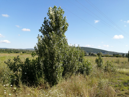 Продам участок 4,5 соток, Садоводство, Тенистая (Южное тер. СНТ) ул, 31, Красный х, 0 км от города