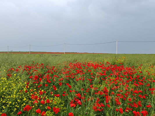 Продам участок 7 соток, ИЖС, Отрадный пер, 16, Кучугуры п, 0 км от города