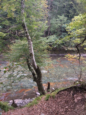 Продам землю для коммерческого использования 25 соток, Садоводство, Гузерипль п