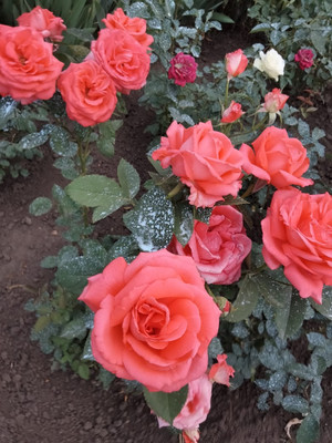 Продам дом, Кольцевая ул, 42А, Имерницин х, 0 км от города