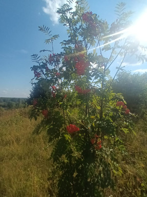 Продам участок 20 соток, ИЖС, Подгорье м, Каргорт д, 0 км от города