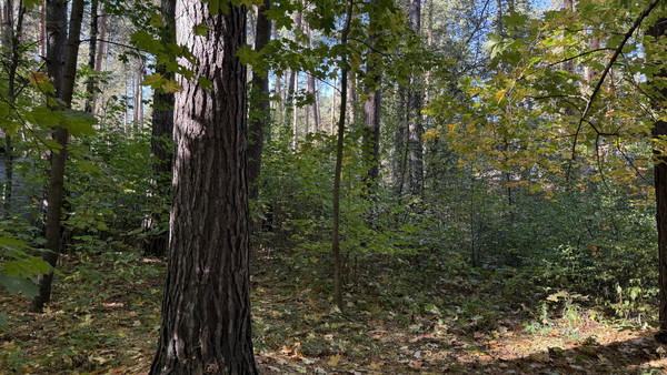 Продам участок 30 соток, ИЖС, Комиссарова ул, 36, Кратово дп, 0 км от города