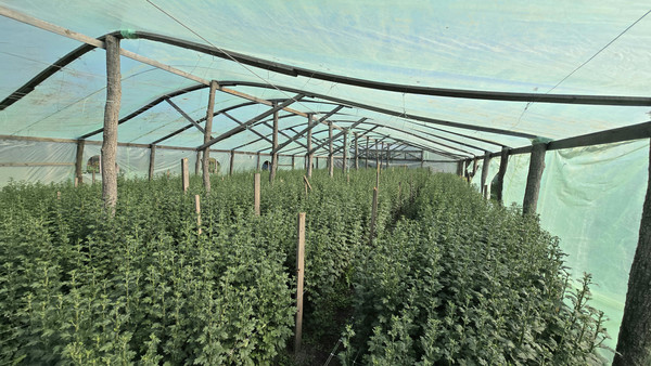 Продам участок 20 соток, Фермерское хоз., Науменков х, 0 км от города