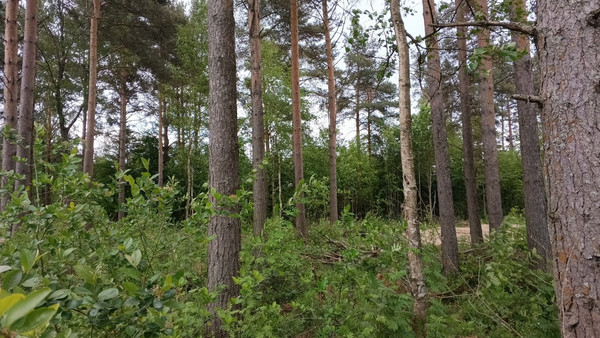 Продам участок 9,4 соток, ИЖС, Шлиссельбуржец тер. СНТ, 0 км от города