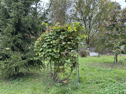 Продам дачу, Цыганка ул, Сотниково д, 0 км от города