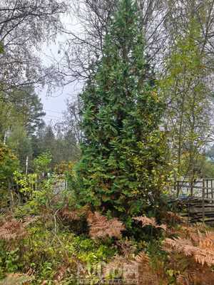 Продам участок 13 соток, ИЖС, Поперечная ул, 3, Осельки ст, 30 км от города