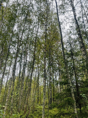 Продам участок 6,58 соток, ИЖС, Никитилово д, 0 км от города