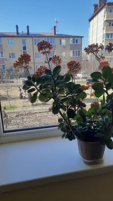 Продам двухкомнатную (2-комн.) квартиру, Смоленский пер, 11к13, Южный п