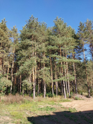 Продам таунхаус, Лесное д, 0 км от города