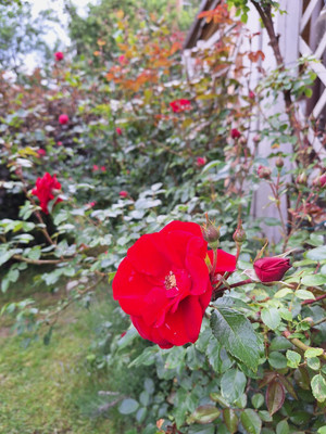 Продам дом, 14, СНТ Березка тер, 0 км от города