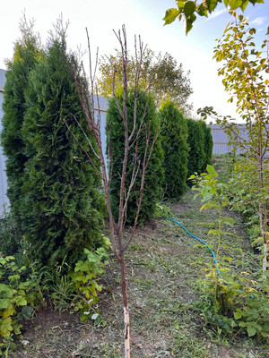 Продам дом, Речная ул, 14, Луч тер. ДНТ, 0 км от города