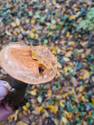 Продам дачу, НЕФТЯНИК 1 снт, Геленджик г, 0 км от города