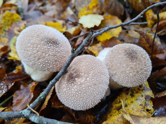 Продам дачу, НЕФТЯНИК 1 снт, Геленджик г, 0 км от города