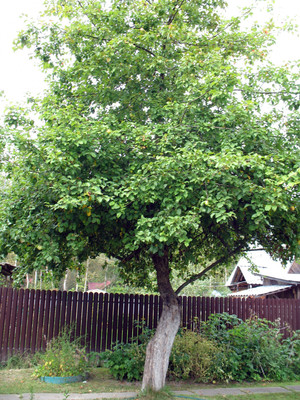 Продам дачу, Чехов-3 г, 0 км от города