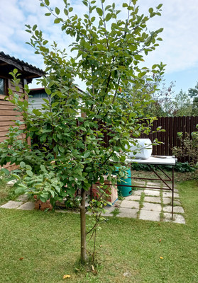 Продам дачу, Чехов-3 г, 0 км от города