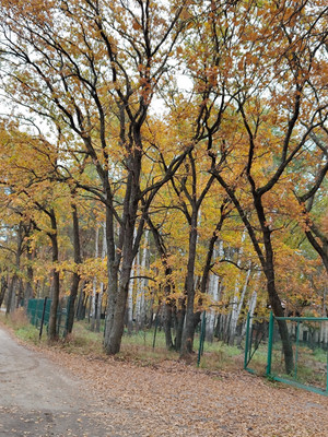 Продам однокомнатную (1-комн.) квартиру, Строителей ул, 4, Ямное с