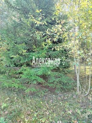 Продам участок 10 соток, ЛПХ, Заозерная ул, Райвио п, 200 км от города