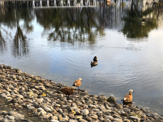 Сдам однокомнатную (1-комн.) квартиру, Черского проезд, 11, Москва г