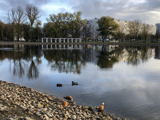Сдам однокомнатную (1-комн.) квартиру, Черского проезд, 11, Москва г