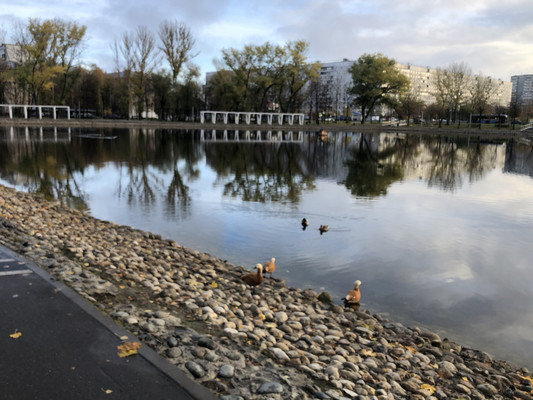 Сдам однокомнатную (1-комн.) квартиру, Черского проезд, 11, Москва г